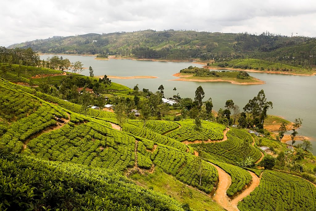 Green tea estates around a lake in Sri Lanka's hill country after the October rains
