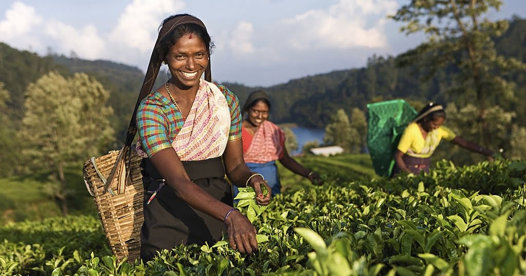 What to Do in Sri Lanka in October & November 9 Smiling tea pickers harvesting leaves on a hill-country tea estate in Sri Lanka