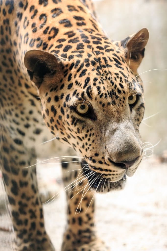 Sri Lanka Tours