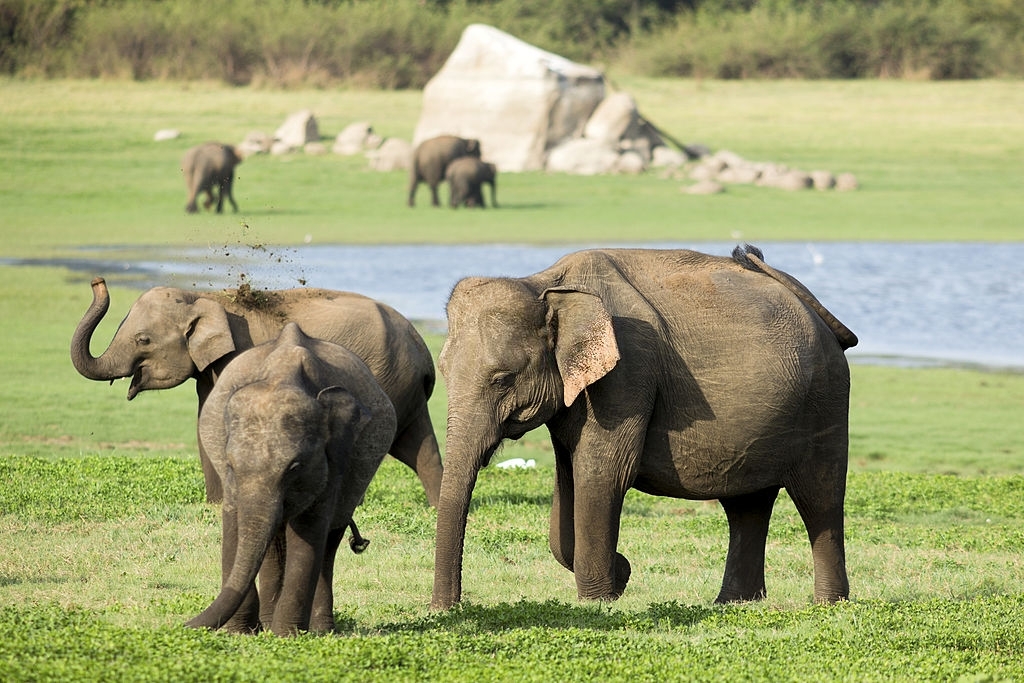 Hambantota Taxi Cab service 6 Elephant herd in Yala National Park
