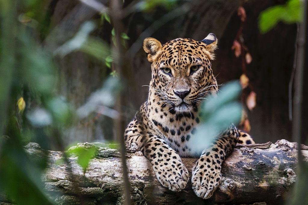 Hambantota Taxi Cab service 5 Leopard sighting in Yala National Park