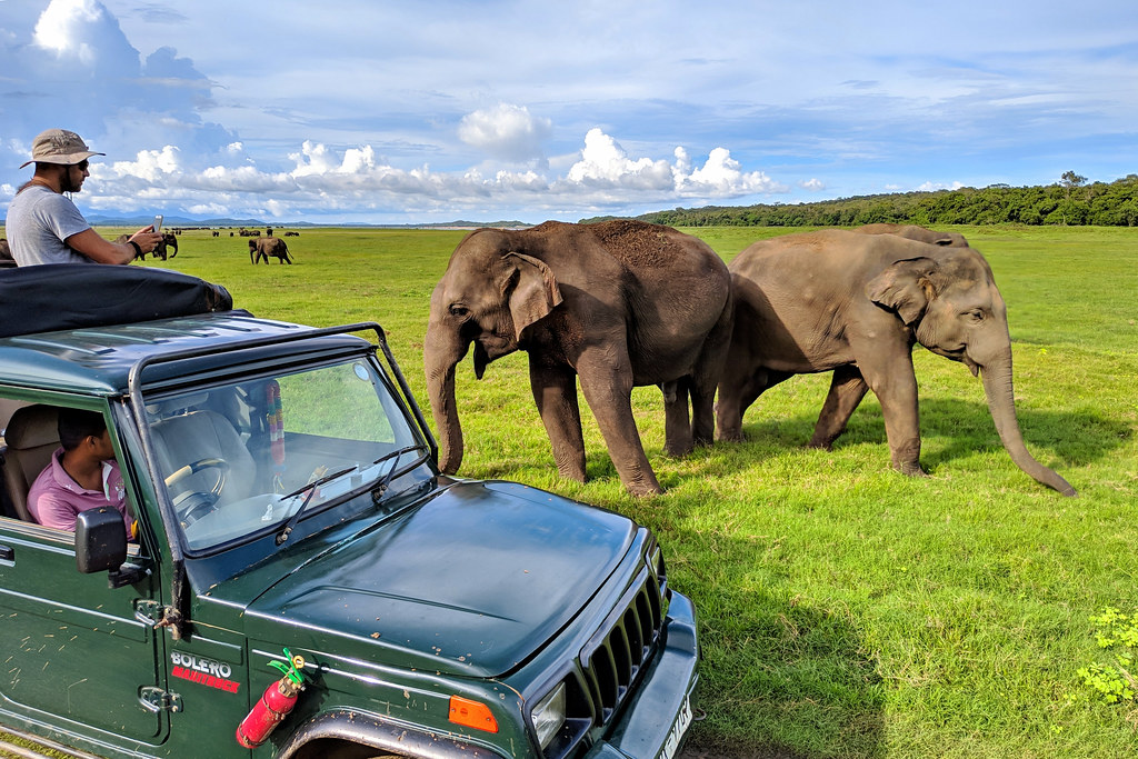 Sri Lanka Safari 5 49357849651 76e0011500 b