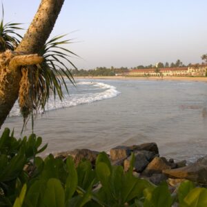 Bentota beach with palm trees