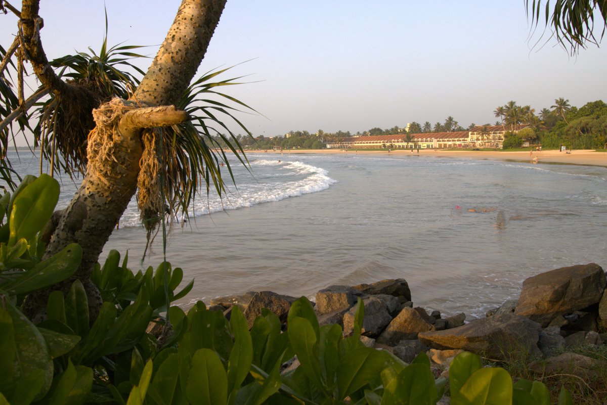 Bentota beach with palm trees
