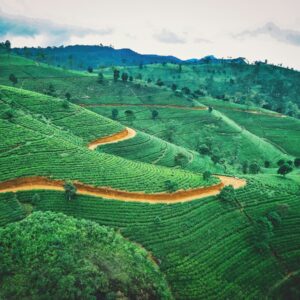 Tea plantations in Sri Lanka's hill country