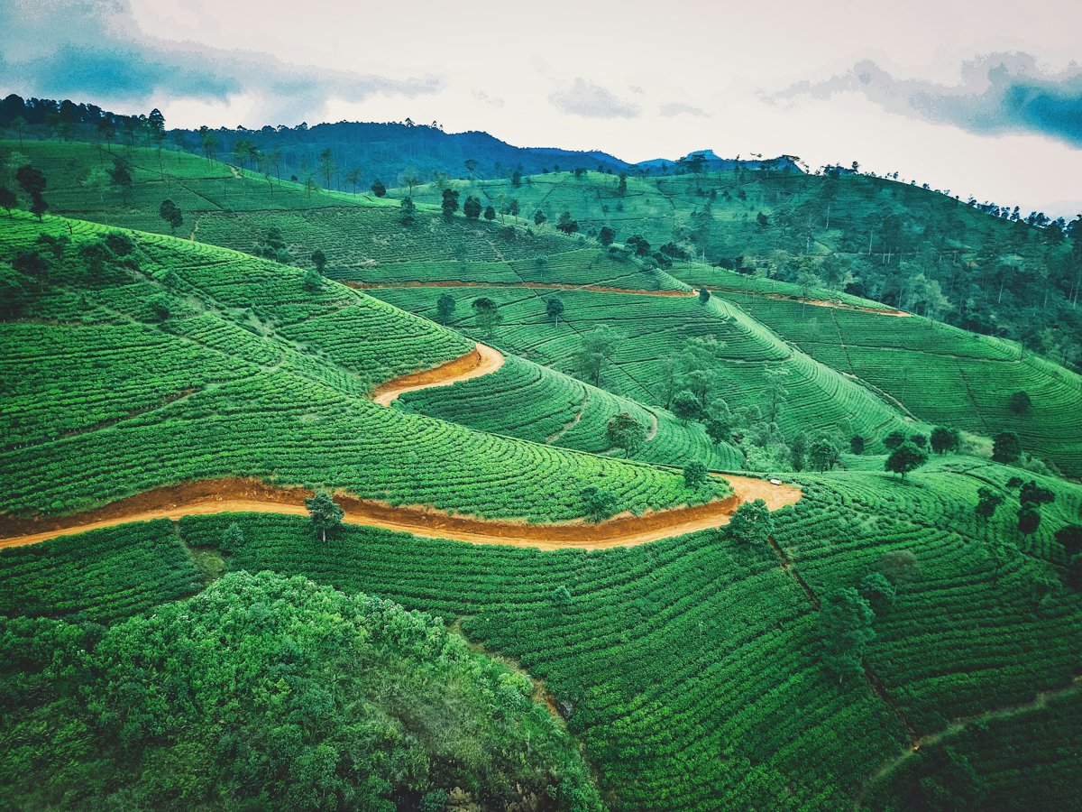 Tea plantations in Sri Lanka's hill country Tea plantations in Sri Lanka's hill country